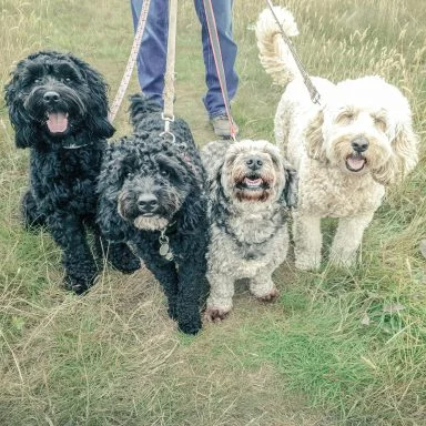 Four dogs together on a grassy path