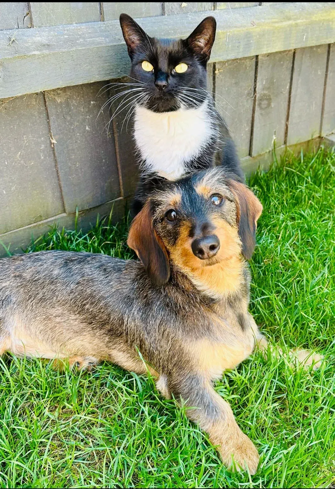 Black and white cat beside a wooden fence