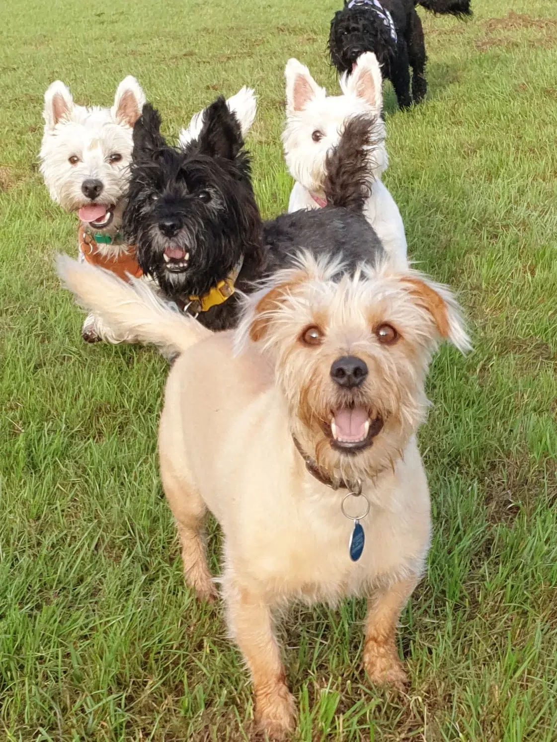 A group of dogs gathered outdoors