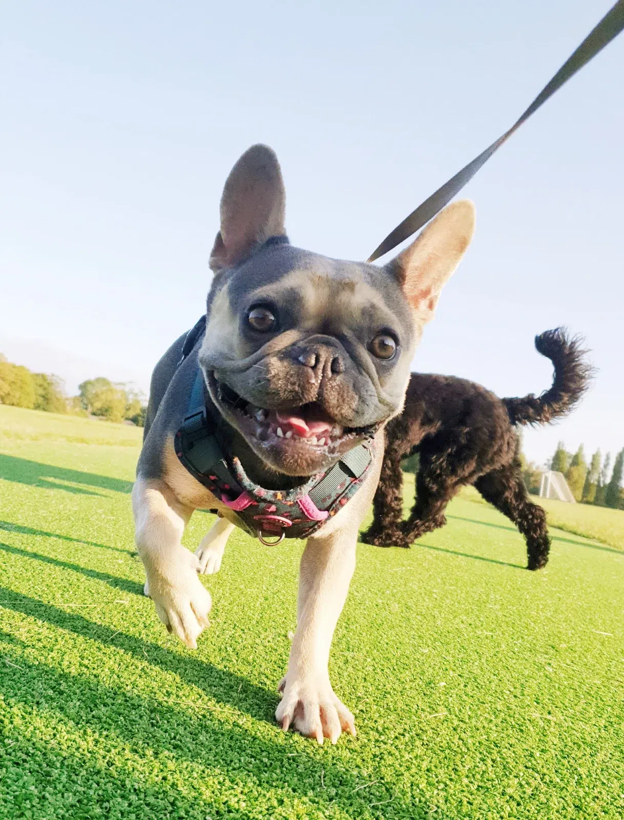 French bulldog walking on a lead