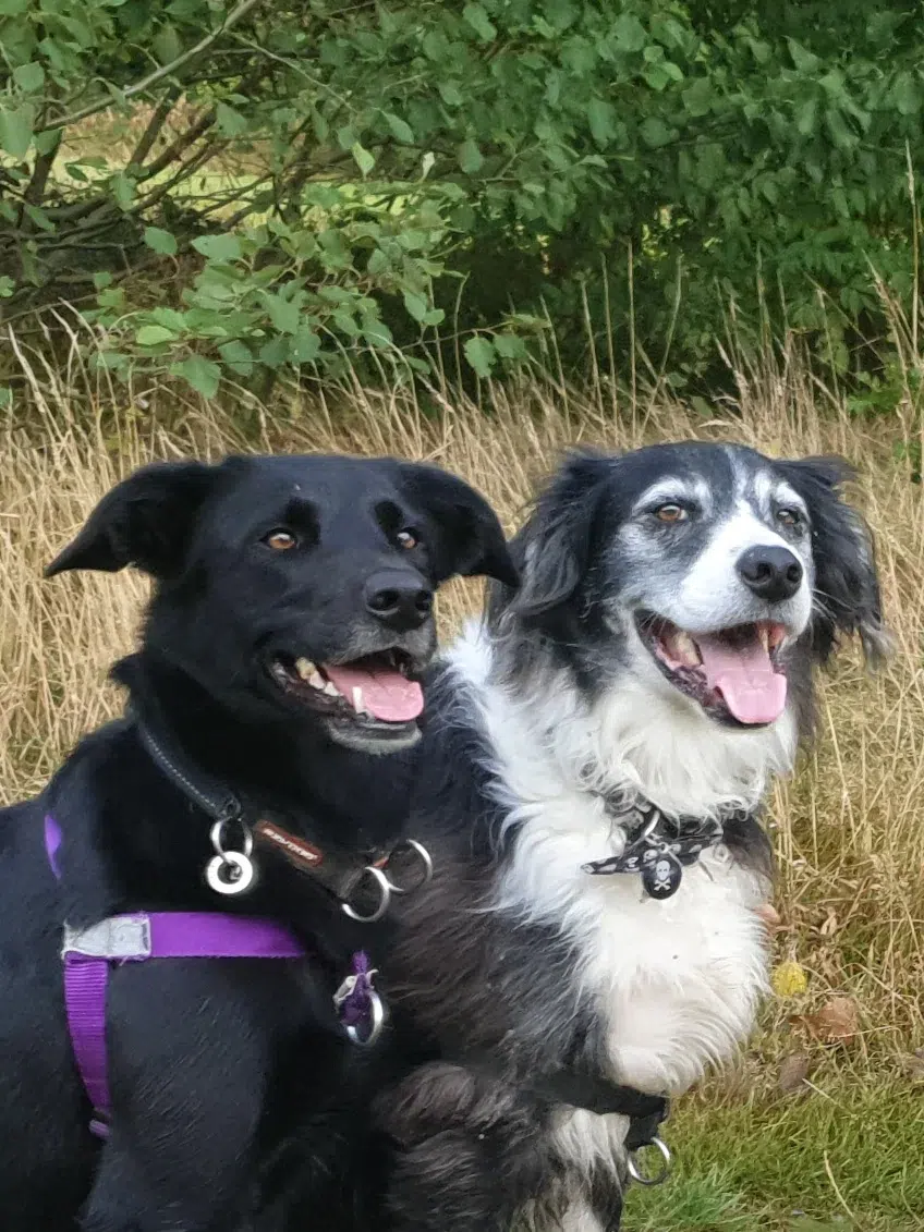 Two dogs sitting closely together