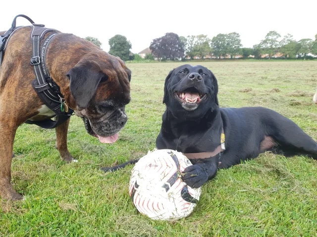 Two dogs resting on grass beside a ball