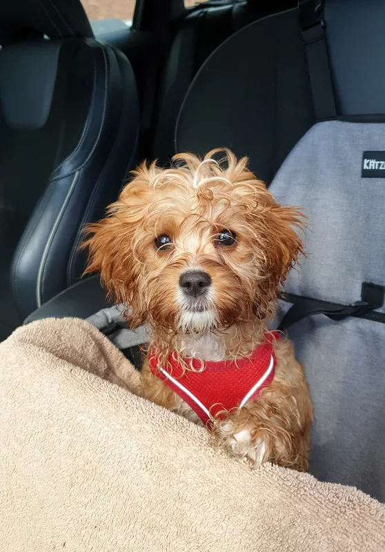 Small tan dog sitting in a vehicle