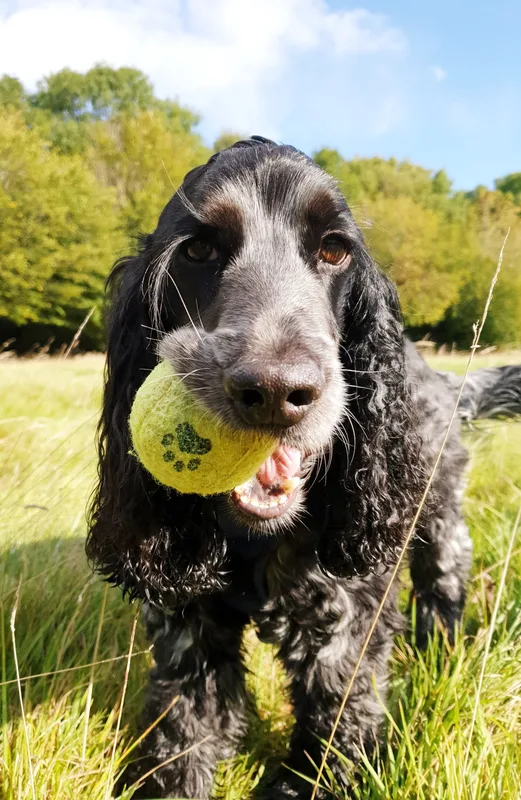 Spaniel holding a tennis ball outdoors