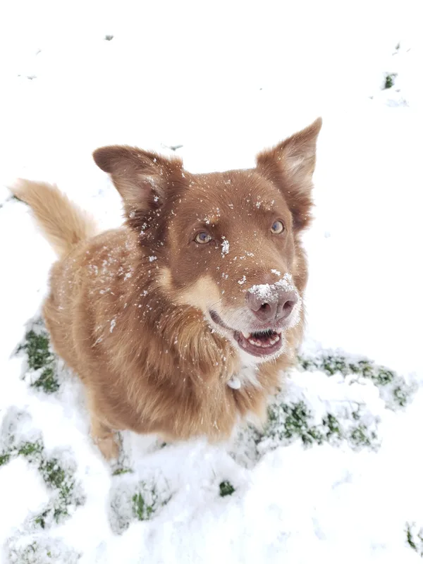 Collie standing in snow