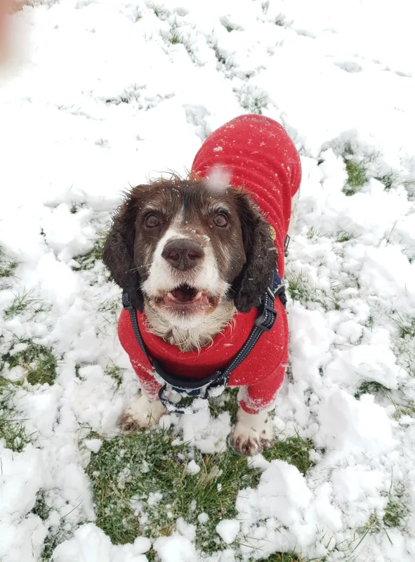 Spaniel wearing a red coat in snow