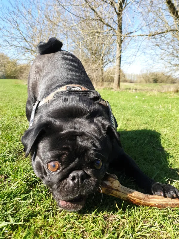 Pug relaxing on grass