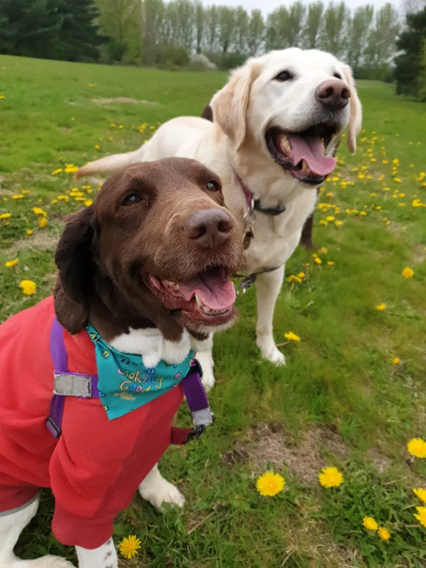 Two dogs standing together among dandelions