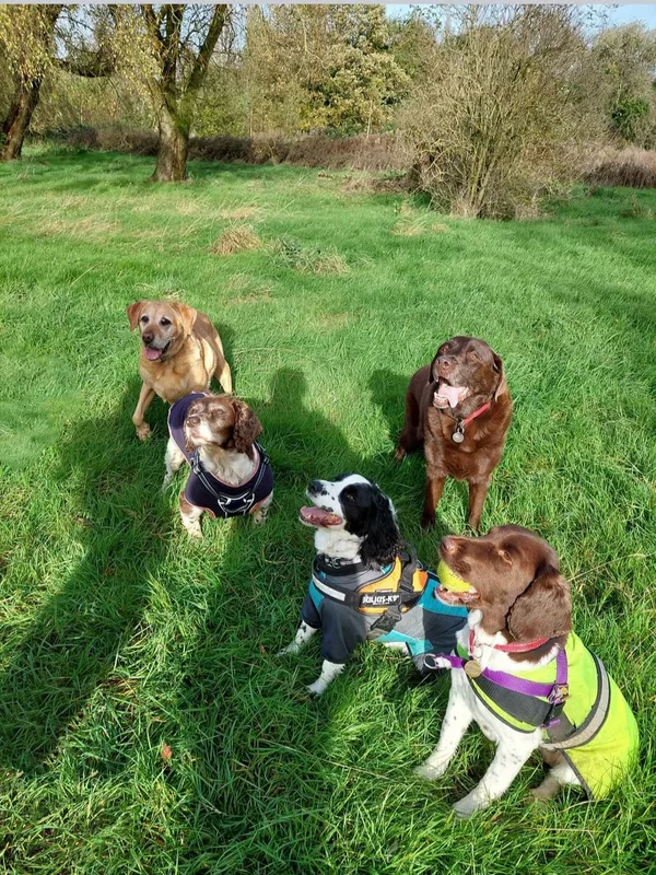A group of dogs together on grass