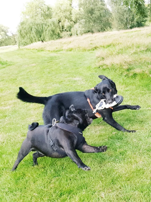 Black dogs playing together in a field