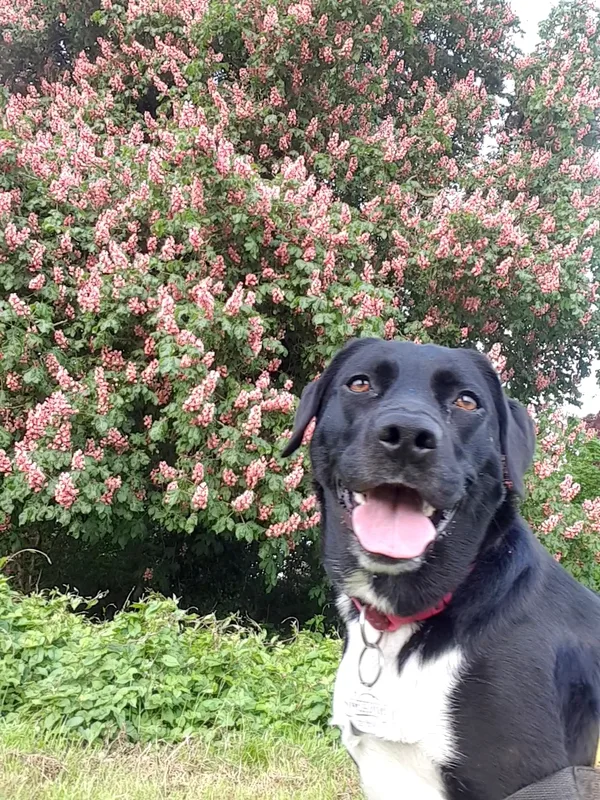 Black dog beside flowering shrubs