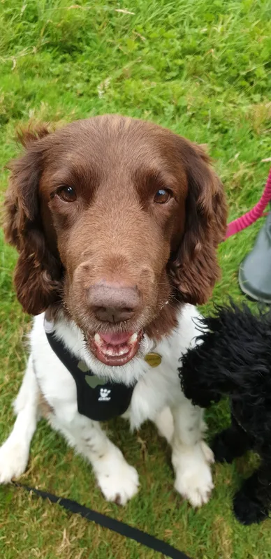 Brown spaniel looking towards the camera