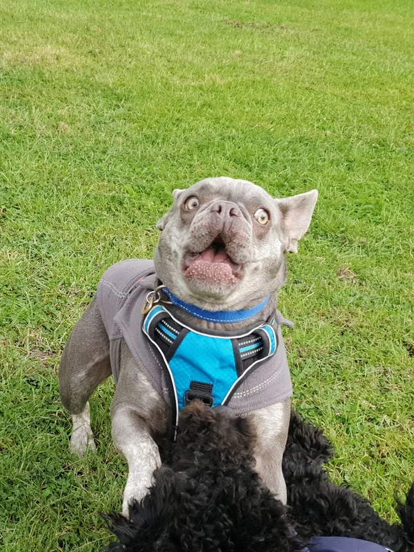 Grey dog on grass looking upwards