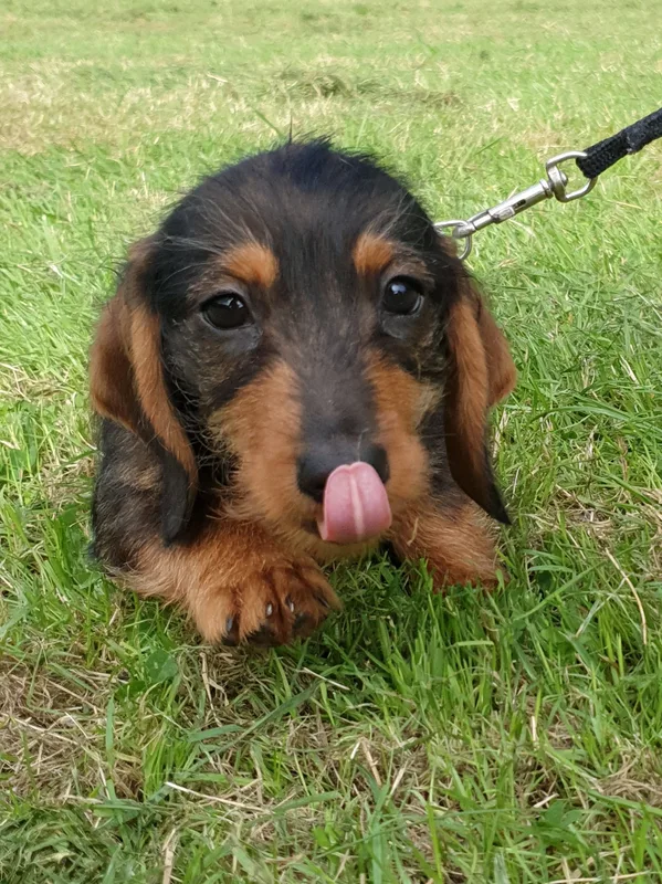 Small dog resting on grass