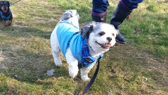 Small dog wearing a blue coat