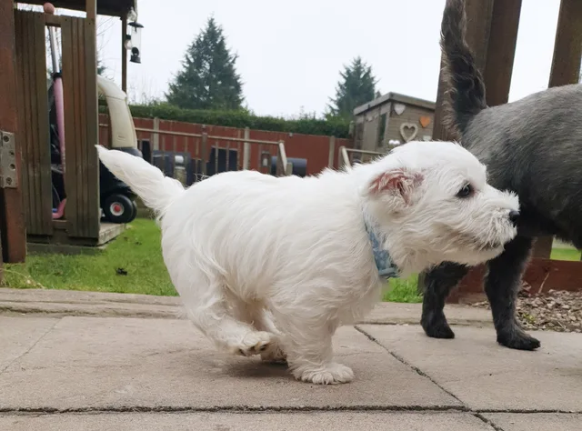 Small white dog in a garden