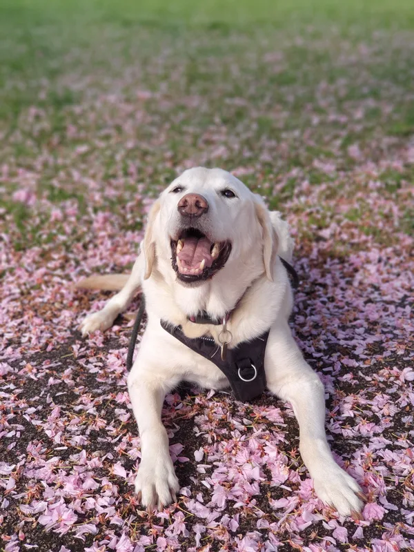 Happy dog resting among blossom petals