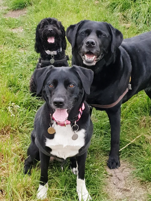 Three black dogs sitting together on grass
