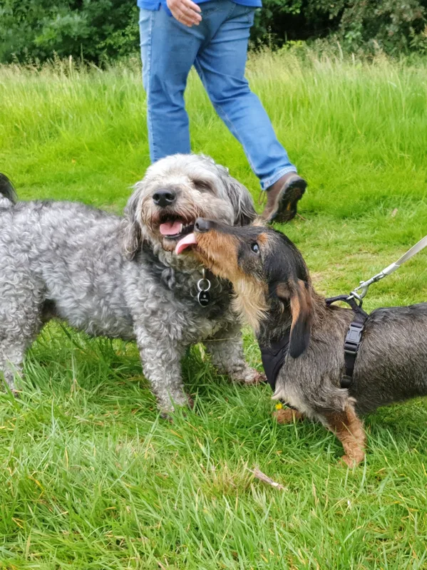 Two dogs standing together on a path