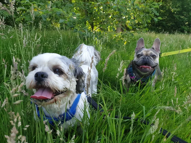Two dogs exploring long grass