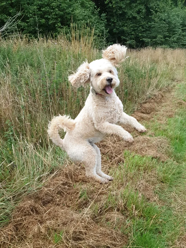 Light-coloured dog playing on a path