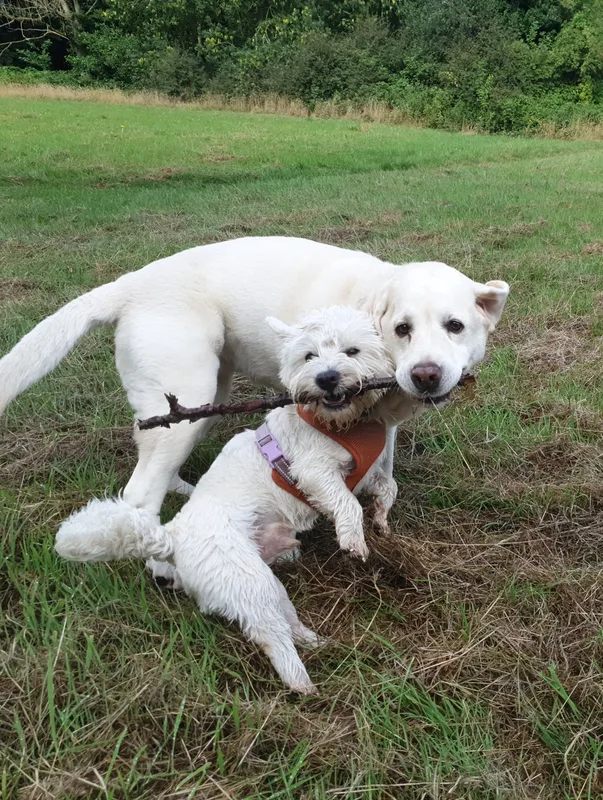 Two light-coloured dogs playing together