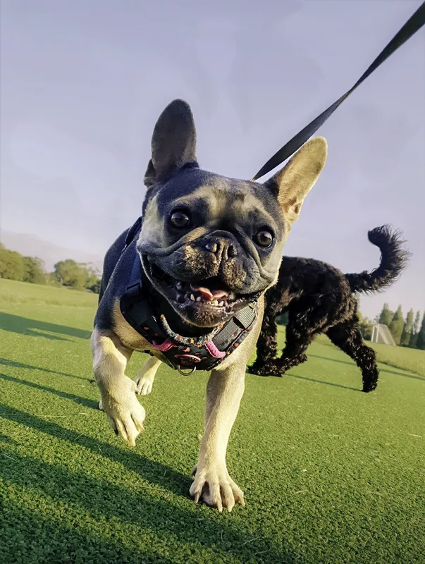 French bulldog walking on a lead, edited photograph