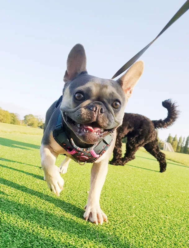 French bulldog walking on a lead