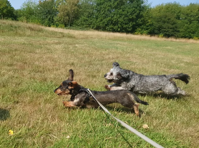 Two dogs running together through a grassy field