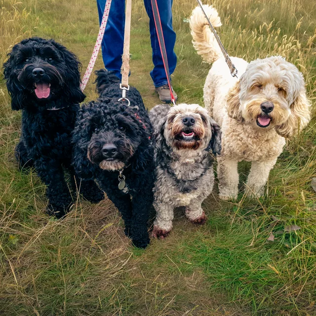 Four dogs together on grass, edited photograph