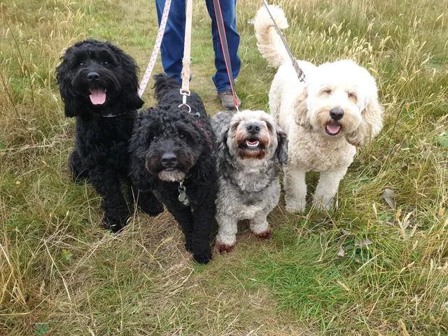 Four dogs together on grass