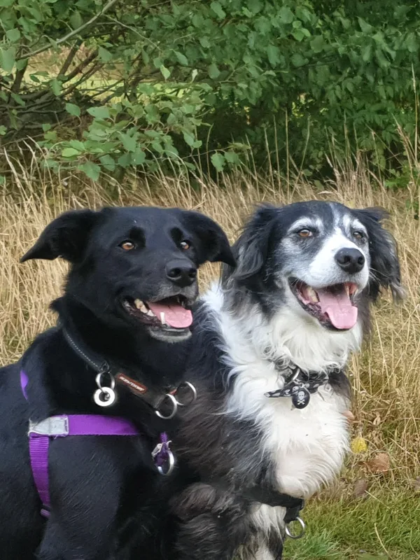 Two dogs sitting closely together