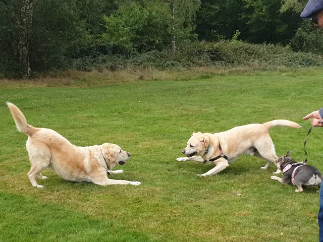 Two dogs playing in a grassy field