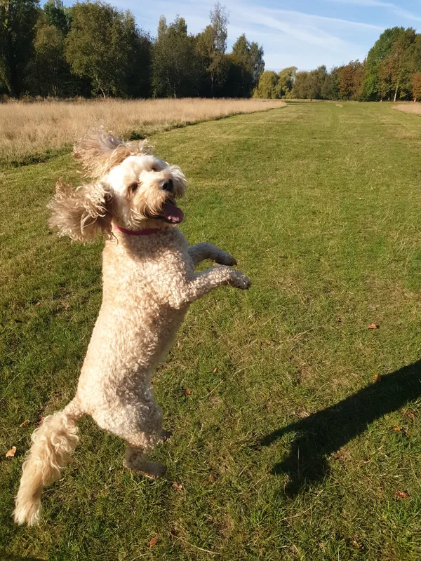 Light-coloured dog playing outdoors