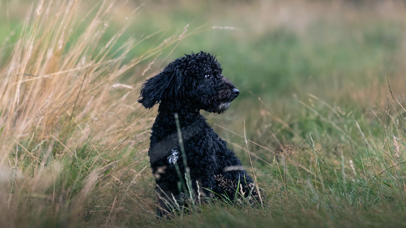 Black curly-coated dog sitting among meadow grasses — Stephen Heggs Photography