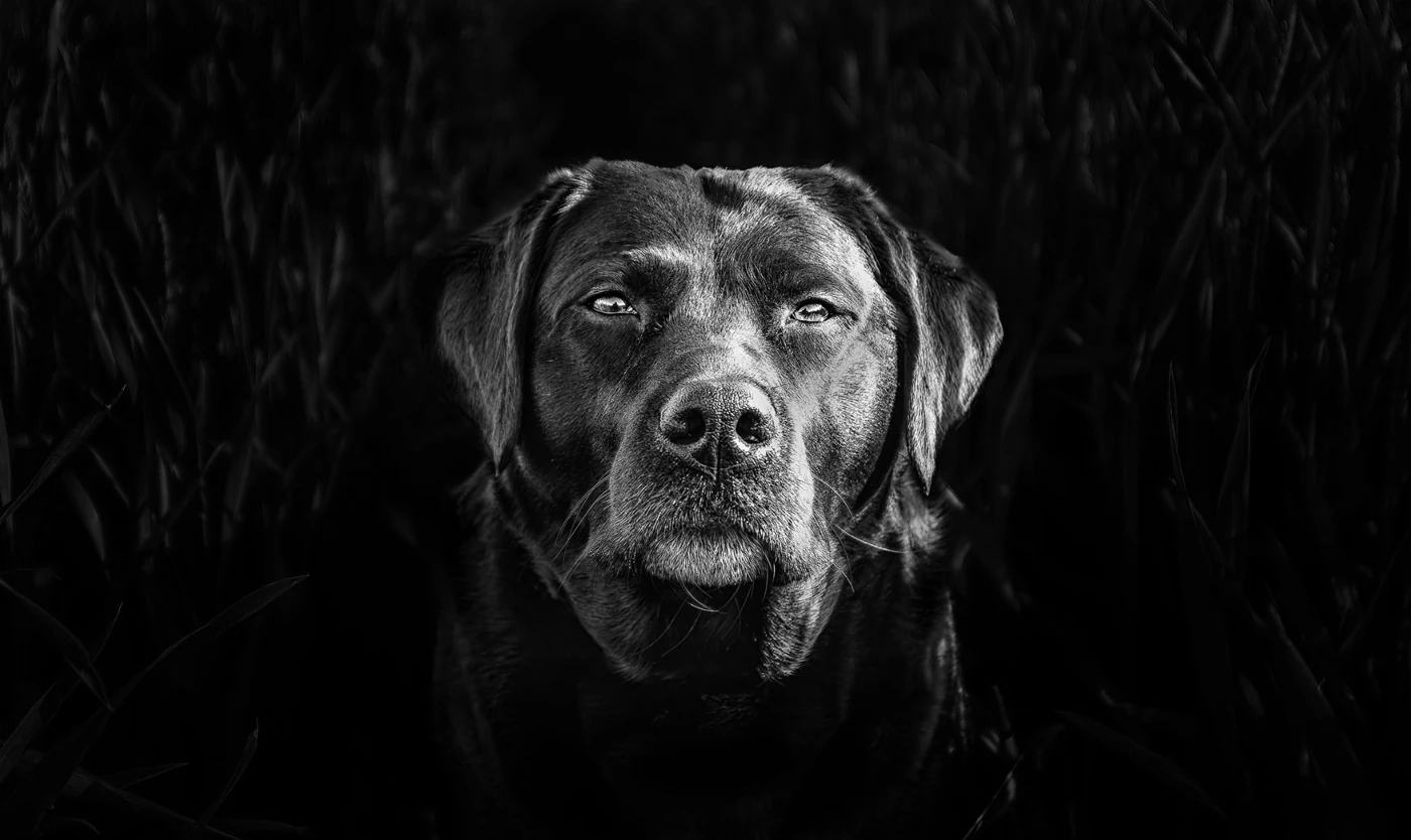 Black-and-white portrait of a Labrador against a dark background — Stephen Heggs Photography