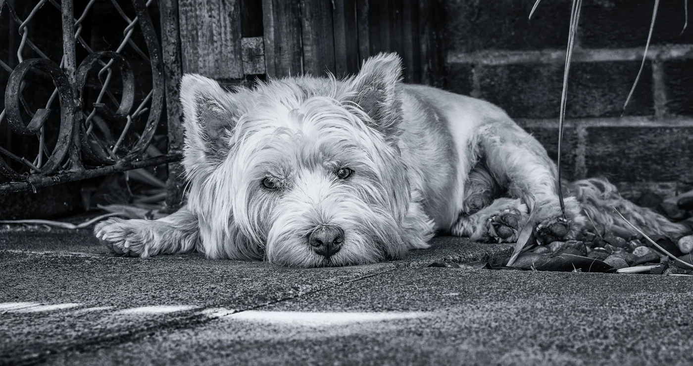 Black-and-white portrait of a West Highland terrier resting beside a gate — Stephen Heggs Photography