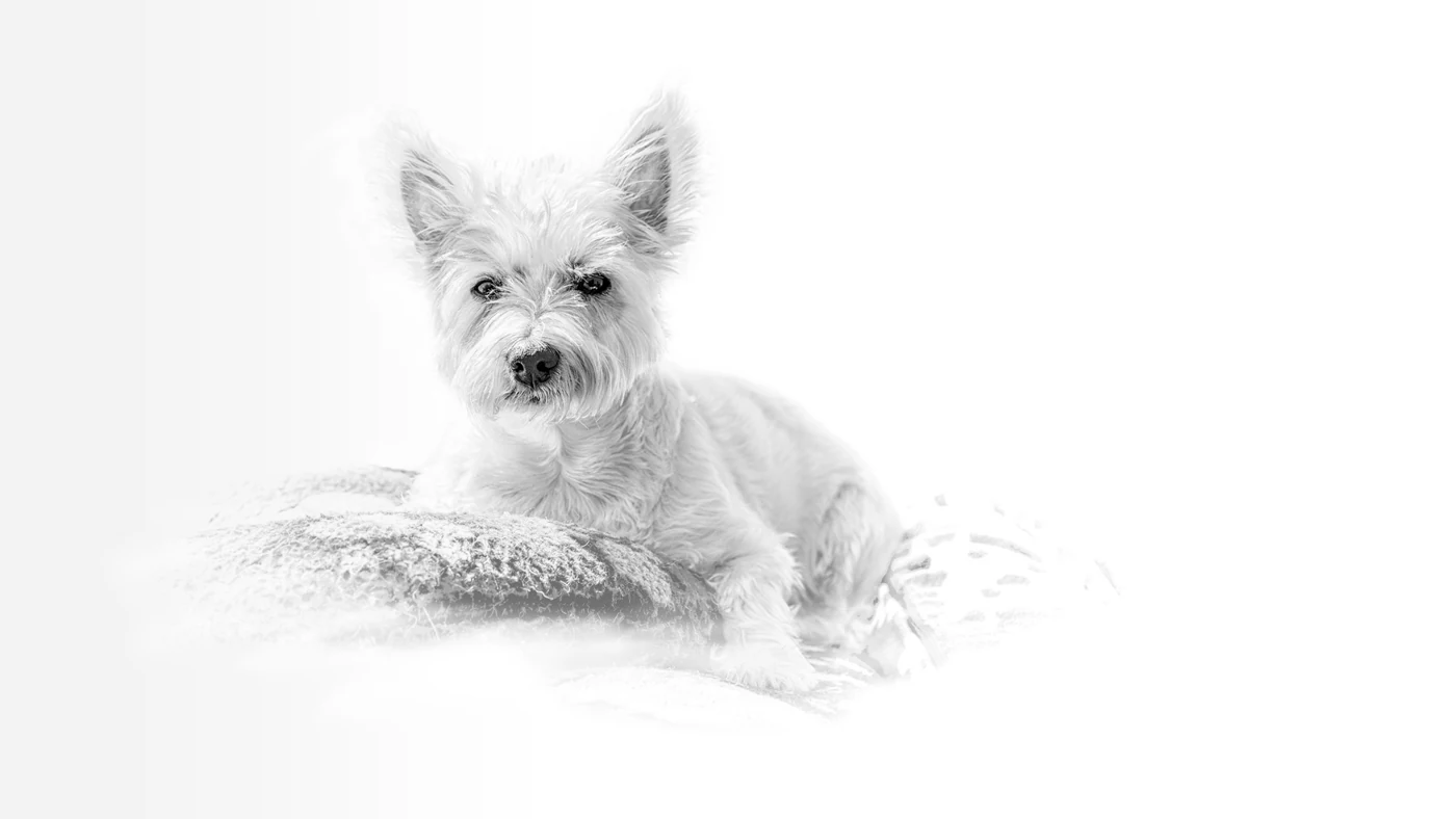 Fine-art portrait of a West Highland terrier on a light background — Stephen Heggs Photography